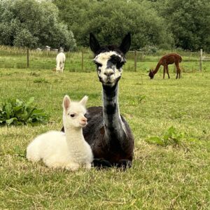 Alpacas