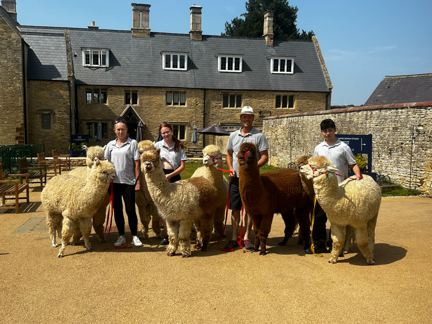 Alpaca Walks - Image 2