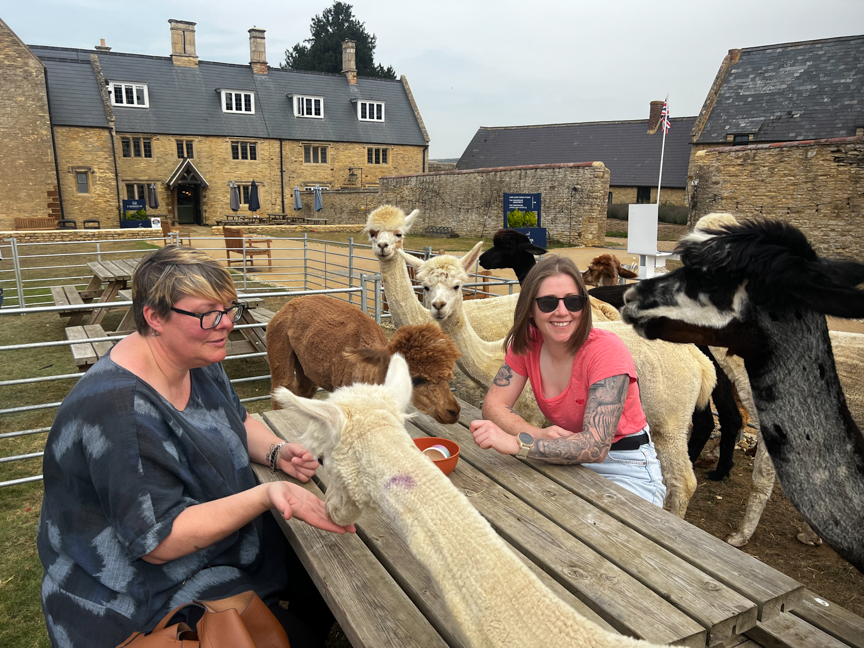 Alpaca Tea Party - Adult ticket