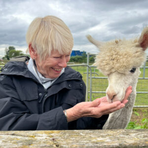Adopt an Alpaca
