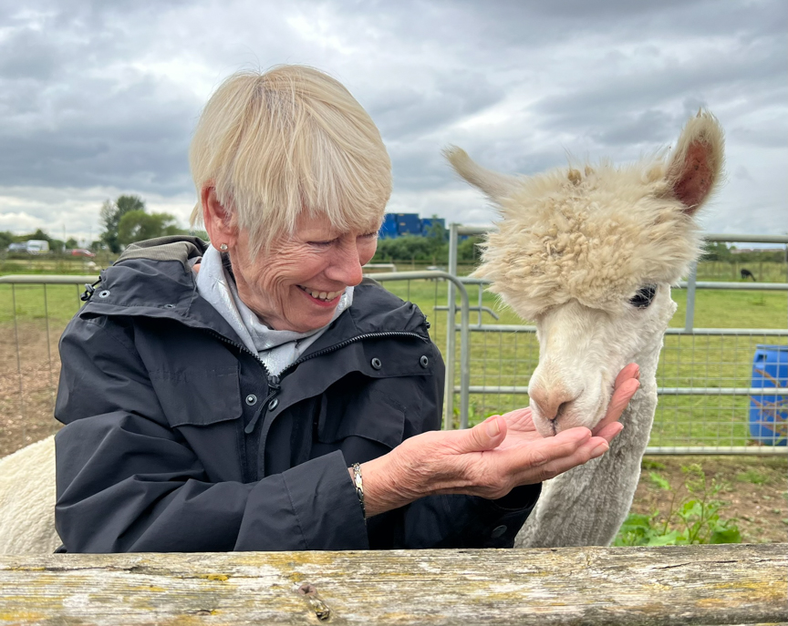 Adopt an Alpaca