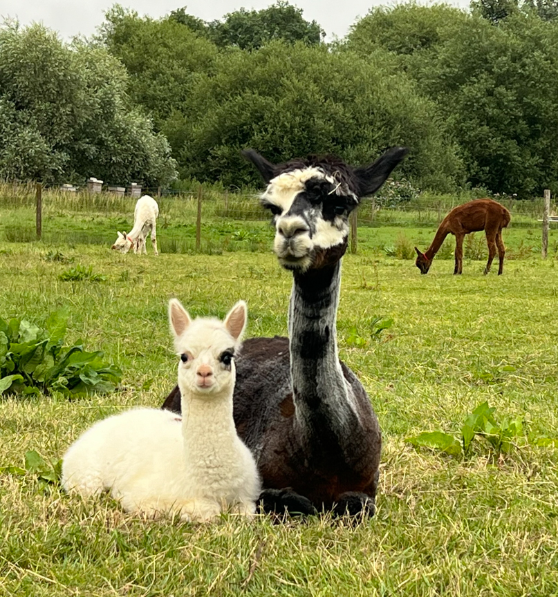 Adopt an Alpaca - Image 2
