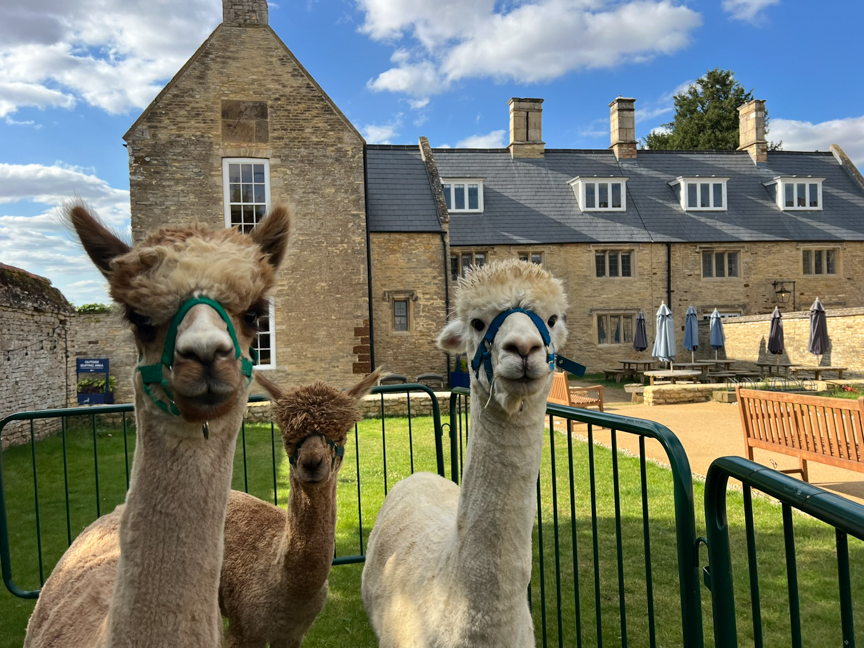 Adopt an Alpaca
