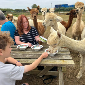 Alpaca Tea Party - Child ticket