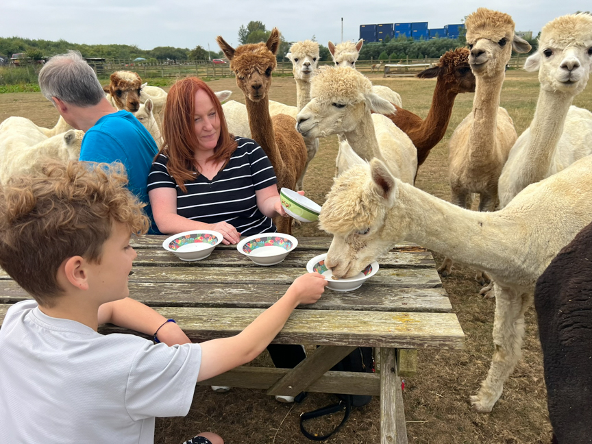 Alpaca Tea Party - Child ticket