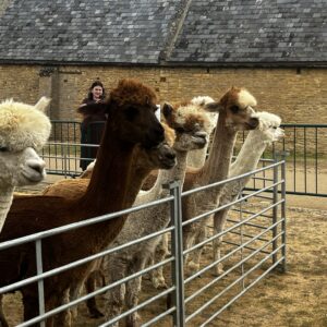 Alpaca Line Dancing