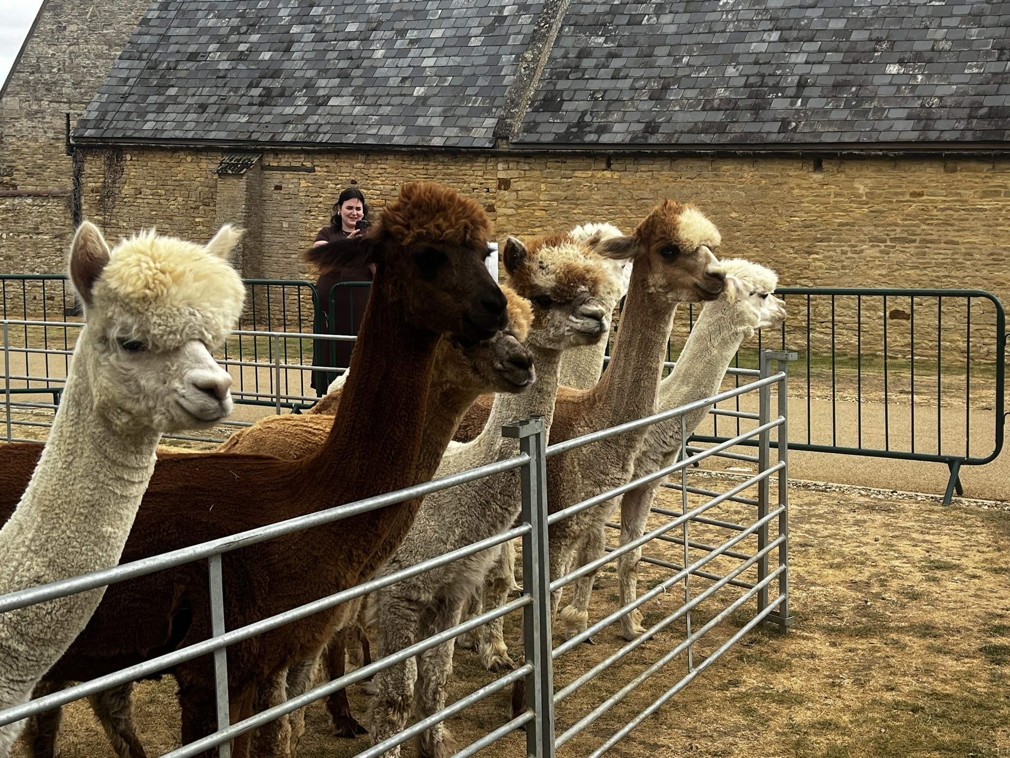 Alpaca Line Dancing